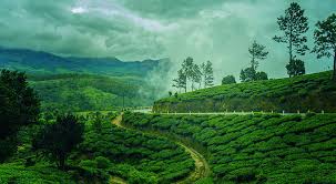 Munnar in Monsoon