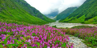 Valley Of Flowers in Monsoon