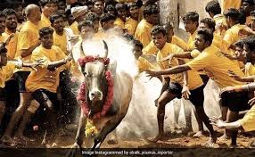 Pongal & Jallikattu – Tamil Nadu
