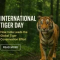 International Tiger Day