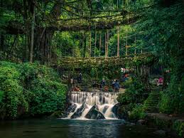 Living Root Bridges, Meghalaya