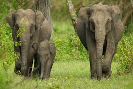 Karnataka Has the Largest Elephant Population in India