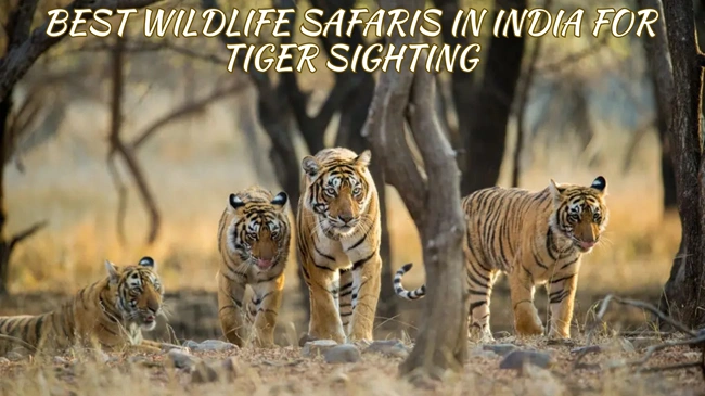 Wildlife Safaris in India For Tiger Sighting