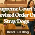 Stray Dogs