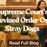 Stray Dogs