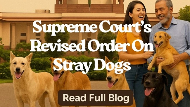 Stray Dogs