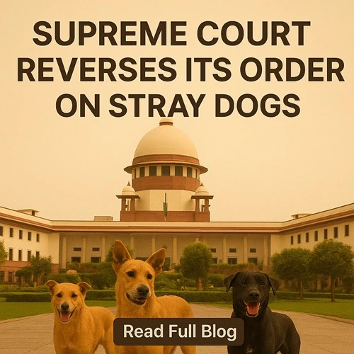 Stray Dogs