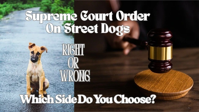 Supreme Court Street Dogs Verdict
