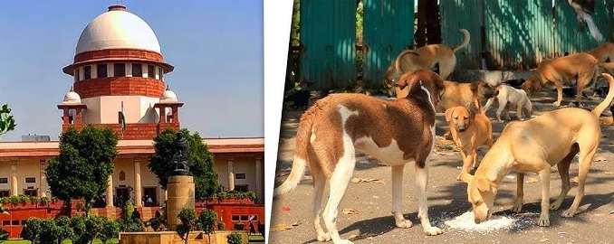 Supreme Court Street Dogs Verdict